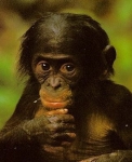 medium_bonobo-bebe.jpg