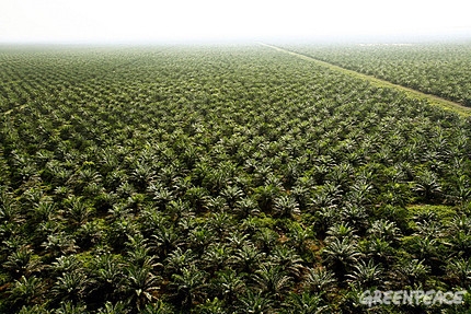culture-de-palmier-a-huile.jpg